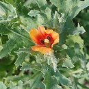 Glaucium corniculatum (siwiec pomarańczowy)