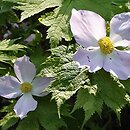 Glaucidium palmatum (glaucidium groniaste)