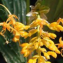 Globba schomburgkii