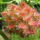 Glycyrrhiza echinata (lukrecja najeżona)
