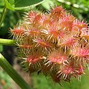 Glycyrrhiza (lukrecja)
