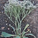 Goniolimon tataricum (zatrwian tatarski)