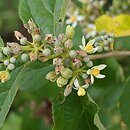 Grewia biloba (grewia dwuklapowa)