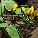 Gymnospermium darwasicum