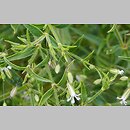 Gypsophila pilosa (łyszczec miękkowłosy)
