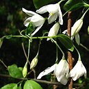 Halesia diptera (ośnieża dwuskrzydła)