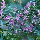 Halimodendron halodendron (słonisz srebrzysty)