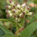 Hasteola suaveolens