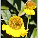 Helenium bigelowii (dzielżan Bigelowa)