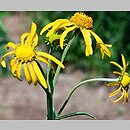Helenium hoopesii (dzielżan Hoopesa)