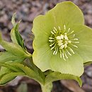 Helleborus bocconei ssp. bocconei