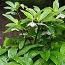 Helleborus croaticus
