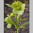 Helleborus cyclophyllus