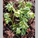 Helleborus dumetorum (ciemiernik gajowy)