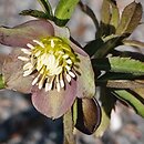Helleborus dumetorum ssp. atrorubens (ciemiernik gajowy czerwony)
