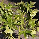 Helleborus odorus