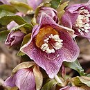 Helleborus orientalis ssp. abchasicus
