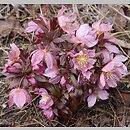 Helleborus thibetanus (ciemiernik tybetański)