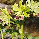 Helleborus vesicarius