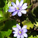 Hepatica transsilvanica (przylaszczka siedmiogrodzka)