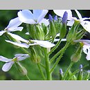 Hesperis sylvestris (wieczornik leśny)