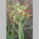 Hesperis tristis (wieczornik żałobny)