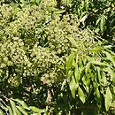 Heteromorpha arborescens