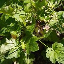 Heuchera americana (żurawka amerykańska)