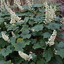 Heuchera villosa (żurawka owłosiona)