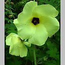 Hibiscus esculentus (ketmia jadalna)
