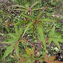 Hibiscus laevis