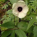 Hibiscus sabdariffa (ketmia szczawiowa)