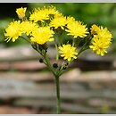 Hieracium cymosum (jastrzębiec wierzchotkowy)