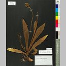 Hieracium ambiguum (jastrzębiec skupiony)