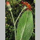 Pilosella blyttiana (kosmaczek ognisty)