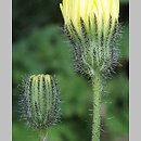 Hieracium bracchiatum (jastrzębiec ramienisty)