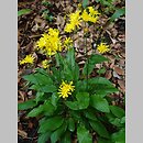 Hieracium glaucinum (jastrzębiec wczesny)