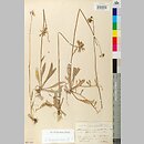 Hieracium koernickeanum (jastrzębiec Koernickiego)