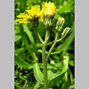 Hieracium lactucella (jastrzębiec gronkowy)
