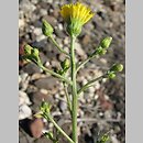Hieracium laevigatum (jastrzębiec gładki)