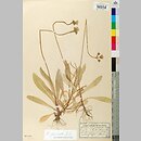 Hieracium prussicum (jastrzębiec pruski)