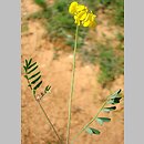 Hippocrepis comosa (konikleca czubata)
