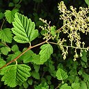Holodiscus discolor (prostokrężnik różnobarwny)