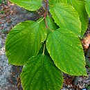 Hovenia dulcis (howenia słodka)