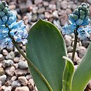 Hyacinthella acutiloba