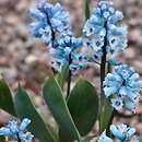Hyacinthella campanulata
