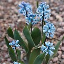 Hyacinthella