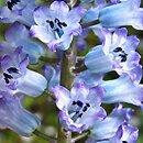 Hyacinthella dalmatica cv. Grandiflora