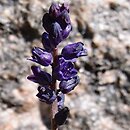 Hyacinthella heldreichii