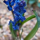 Hyacinthella lazulina